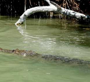 Krokodil
