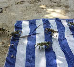Krabben an der Anse Citron