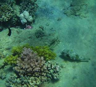 Riff zum Schnorcheln