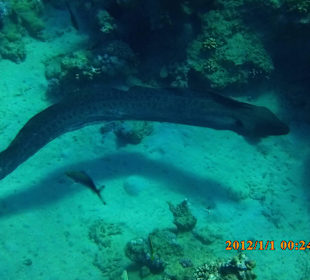 Muräne oberschenkeldick