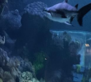 SeaLife