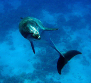 Komm, spiel mit mir!