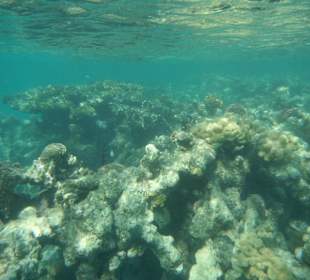 Schöne Riffe