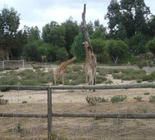Giraffen
