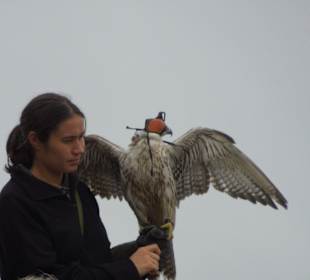 Die Falknerin
