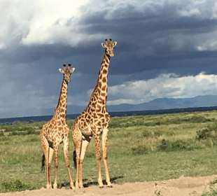 Giraffen im Amboseli