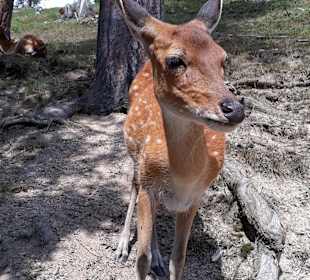 Wildpark Altenfelden