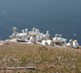 Vögel auf Helgoland