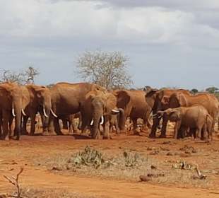 Tsavo Ost und West Safari