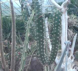 Flora und Botanischer Garten Köln