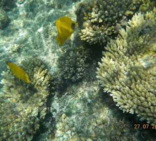 Unterwasseraufnahme beim Schnorcheln