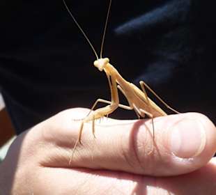 Gottesanbeter in Guayadeque