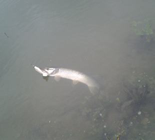Pike on a grub