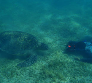 Żółw i nasz fotograf