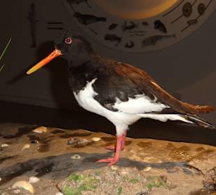 "Küste und Meer" im Landesmuseum