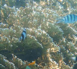 Schnorcheln Sahl Hasheesh