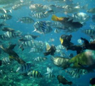 Fischvielfalt beim Schnorcheln