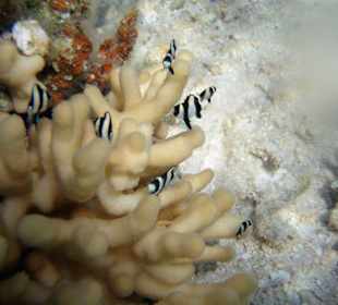 Demoiselles à queue blanche: plage de l'hotel