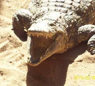 Eines imposantes Krokodil beim Schwitzen 