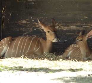 Nyala