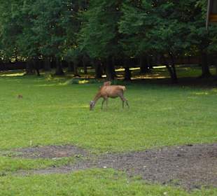 Białowieski Park Narodowy