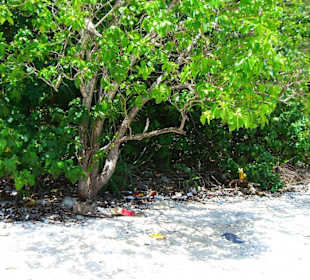 Spiaggia a Coral Island