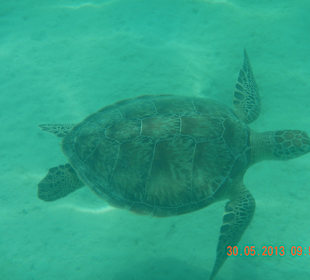 Schildkröte am Inneriff