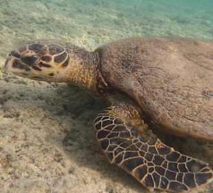 Riffdach - Turtel