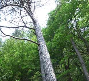 Waldlehrpfad in Tieringen