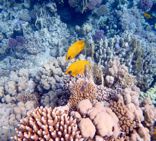 Schnorcheln Makadi Bay