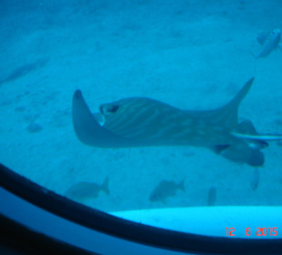 Submarine Safari U-Boot Tour