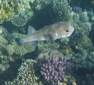 Schau mal wer da guckt