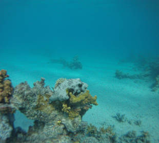 Kugelfisch am Hausriff