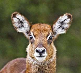 Wasserbock
