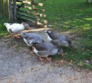 Gänse im Bauerngarten des Freilichtmuseums