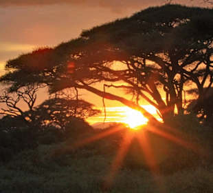 Sonnenuntergang am Kilimandscharo 