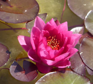 Botanischer Garten Berlin-Dahlem