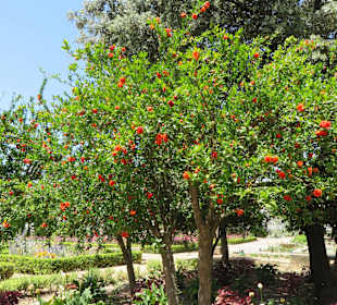 Granatapfelbaum