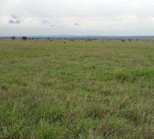 Sarova Salt Lick Game Lodge