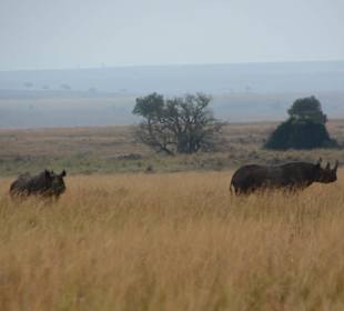 Rhino Mutter und Tochter in der Mara