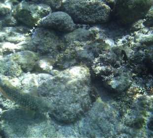 Unterwasserwelt am Strand Catalonia Riviera Maya