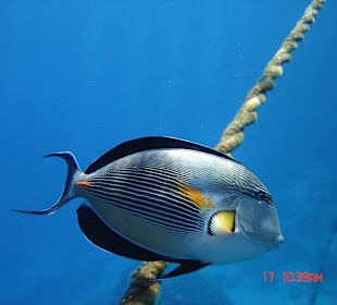 SUNRISE Arabian Beach Resort - Grand Select