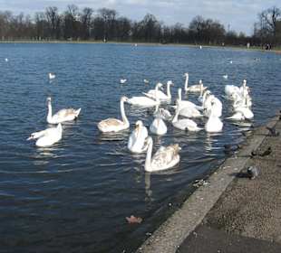 Cigni sulla Serpentine Lake