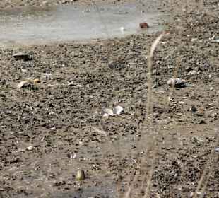 Muscheln in einem abgelassenen Teich