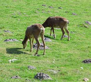 WildparkImpression September 2013