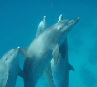 Bild vom Card Partner