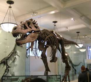 T-Rex im Museum of Natural History