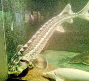 Palmiarnia Poznańska