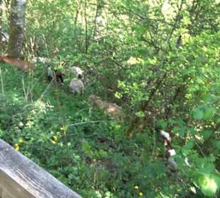 Premiumwanderweg Hochgehschätzt