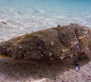 Sepia im Flachwasser am Strand